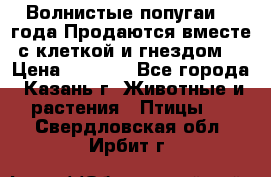 Волнистые попугаи, 2 года.Продаются вместе с клеткой и гнездом. › Цена ­ 2 800 - Все города, Казань г. Животные и растения » Птицы   . Свердловская обл.,Ирбит г.